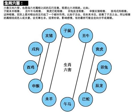 十二生肖相生相克图